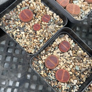 生石花 全窗大窗酒红日轮两盆打包出多肉植物一物一拍