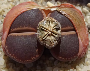 今年收获生石花种荚,品种有:绿孔雀,红血管菊纹章,全窗绿富来