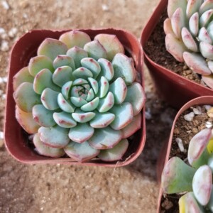 控养蓝姬莲65盆,多肉植物手机实拍状态如图,全店满19包邮快