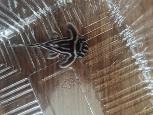 宝宝s幸福淘宝l046熊猫异形鱼l46熊猫异形鱼,尺寸2.