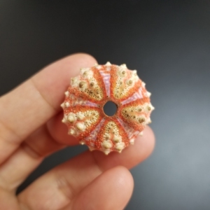 c0106斑腔棘海胆30mm 勋章海胆 波纹腔棘海胆 创意海