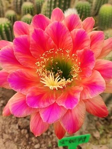 仙人球 毛花柱 安妮特61里斯克,安妮特,安妮特里斯克.201