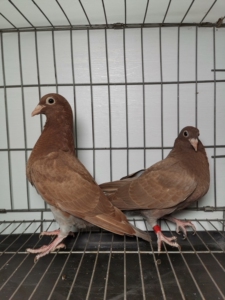 纯黑黑金刚幼鸽纯黄鸽子纯红大红袍信鸽火凤凰赛鸽