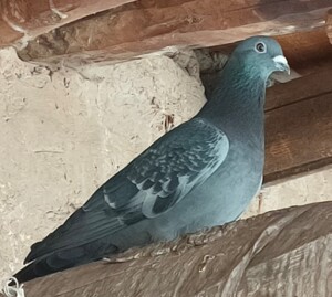 吴淞信鸽,2020年吴淞母一只,小体型,桃花眼,鸽子很俊俏