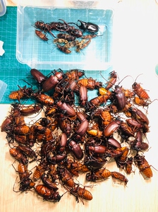 大牙土天牛 蔗根土天牛等 版纳产 有采集信息 35-60m