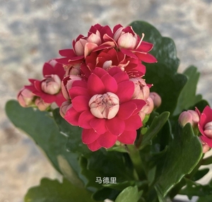 长寿花大花马德里