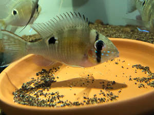 圣塔伦月亮宝石野生