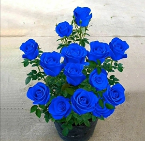 蓝色妖姬盆栽蓝玫瑰真花苗带花苞室内观赏花卉花盆四季绿植好养活122