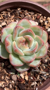 多肉植物老桩控养泡芙老桩草莓泡芙轰动,福利出一颗,桩子很粗