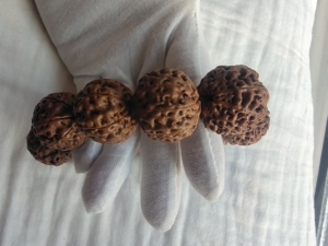 金刚菩提: 这不是落地红,29 金刚菩提,品种风铃子,珍藏价