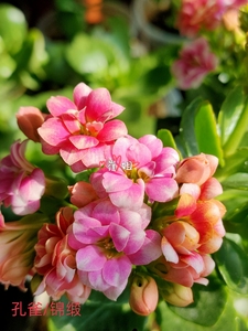 长寿花重瓣～锦缎(孔雀)