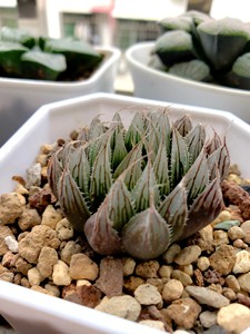 【玉露】大卫,针管玉露,冠幅大概四厘米左右,小型品种,层数已