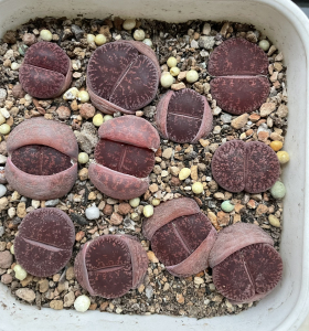 岛田酒红紫勋生石花