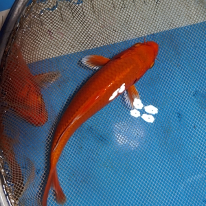 赤目芥子