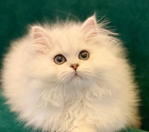 (急出!金吉拉猫)