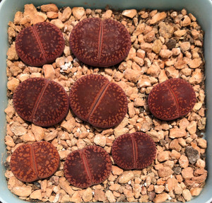 红宝石日轮生石花