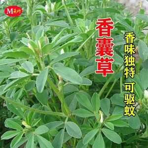 香豆种子 中华香草香囊草种子东北端午做香包用 2021新款种