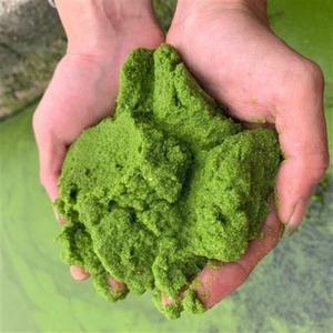 高蛋白初生幼鱼饲料浮萍无根萍水草卵萍水蚤萍针尖萍绿色植物