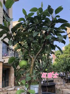 盆栽庭院矮化红富士,红蛇果,黄金苹果盆景树苗,6-10年生老