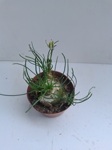 小苍角殿块根植物 多肉哨兵花肉肉 香水兰 绿植 室内盆栽花卉