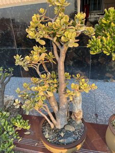 老桩黄金花月.实拍图.粗土面粗十.高近八十.一物一拍