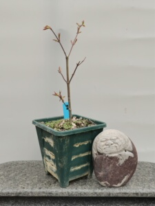 原生紫清姬   日本红枫高压苗  盆景素材盆栽