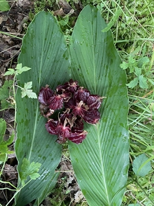 野生姜苗果   贺姑   哥姑   郭姑  九翅豆蔻