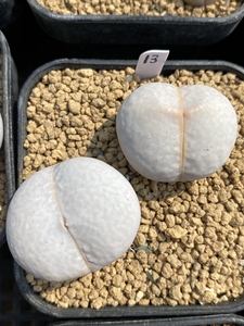 高尔夫生石花大母本 三厘米 南蛮玉生石花大母本 两颗打包出