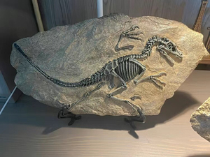 小恐龙化石标本