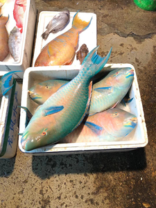 00tb371176781213淘宝桂华鲮鱼苗新品沉香鱼苗青衣鱼