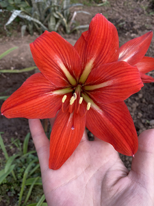 朱顶红米克斯,老米,红色单瓣,开花球.单出16一个,两个26