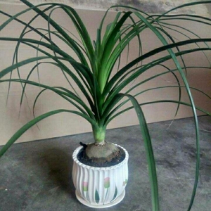 酒瓶兰盆栽多头酒瓶兰花苗常绿绿植观叶植物象腿树室内外花卉盆栽