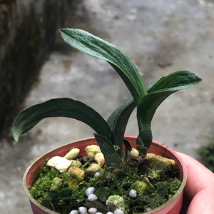 墨兰矮种粗皮圆头珍珠龙