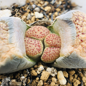 多肉植物-生石花,朝贡玉,粉底朝贡玉,三年双头母本,今年开花