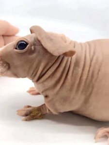 网红 无毛小河马 荷兰猪