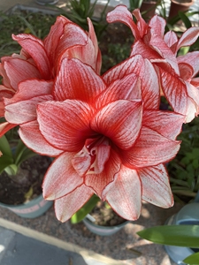 南非朱顶红鬼魅