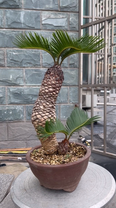 日本进口白鳞铁树,进口白磷铁盆景,鳞片完整粗细均匀.包邮,盆