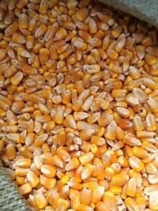 5斤包邮!东北特价玉米粒苞米粒笨玉米喂家禽鸡鸭鹅鸟食饲料喂鸽