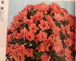 日本皋月杜鹃菊姬,天花板品种,出了