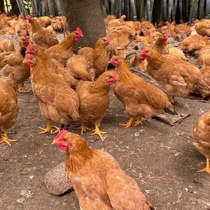 温氏矮脚黄鸡苗500只起发