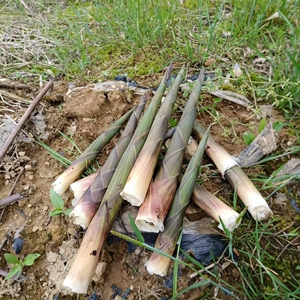 湖北野生新鲜水竹笋,冷链接现货速发
