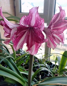 绝版稀有白肋单瓣朱顶红【星月玫瑰】  出小球或侧球.每"厘米