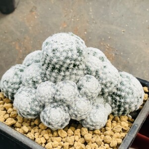 姬春星群生仙人球11.6cm,实生【一物一拍,包邮非偏远,包