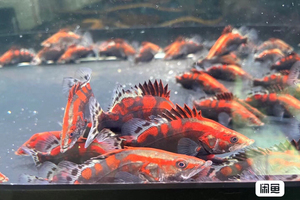 精品红纹鳜 红纹翘嘴鳜 红桂鱼 鳜鱼 观赏鱼