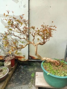 巴西红果盆景桩,杆5高度55冠幅70_阿里巴巴找货神器