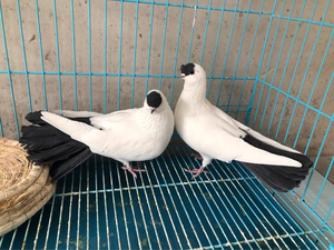 扬州点子鸽,一对种鸽,买回去就可以