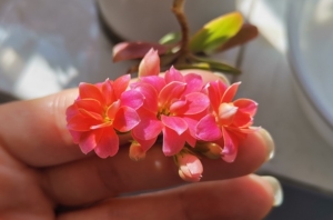 长寿花依恋,复色.色彩随光线及温度变化多端,带花枝条1.5元