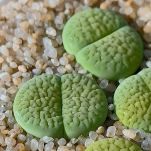 生石花绿富贵1-1.3cm   2.5元一颗  5颗起发