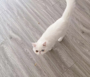 四个月小猫纯白加菲阴阳眼无一点杂色定金五百