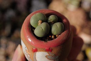 多肉 肉锥小拳拳 conophytum globosum